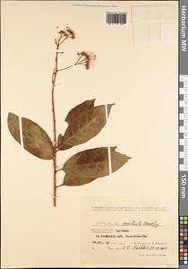 Strobocalyx esculenta (Hemsl.) H. Rob., S. C. Keeley, Skvarla & R. Chan, South Asia, South Asia (Asia outside ex-Soviet states and Mongolia) (ASIA) (Vietnam)
