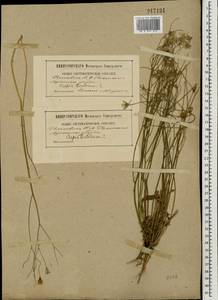 Crepis tectorum L., Eastern Europe, South Ukrainian region (E12) (Ukraine)