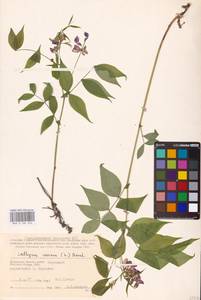 Lathyrus vernus (L.) Bernh., Eastern Europe, Central region (E4) (Russia)