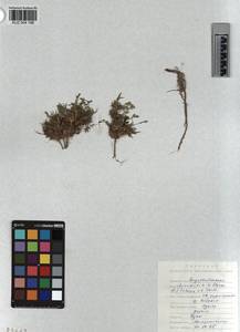 KUZ 004 198, Cherleria biflora (L.) comb. ined., Siberia, Altai & Sayany Mountains (S2) (Russia)