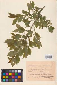 Euonymus europaeus L., Eastern Europe, Central forest-and-steppe region (E6) (Russia)