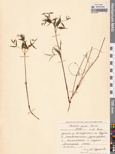 Clematis fusca Turcz., Siberia, Chukotka & Kamchatka (S7) (Russia)