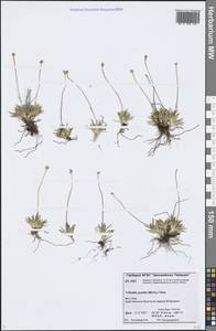 Tofieldia pusilla (Michx.) Pers., Siberia, Central Siberia (S3) (Russia)