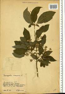 Euonymus europaeus L., Eastern Europe, Moldova (E13a) (Moldova)