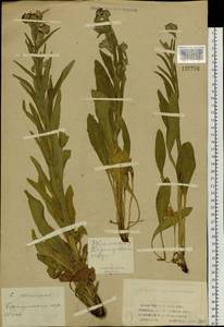 Cynoglossum officinale L., Siberia, Altai & Sayany Mountains (S2) (Russia)
