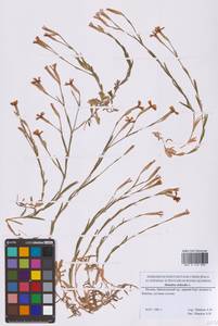 Dianthus deltoides L., Eastern Europe, Moscow region (E4a) (Russia)