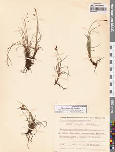 Carex magellanica subsp. irrigua (Wahlenb.) Hiitonen, Siberia, Chukotka & Kamchatka (S7) (Russia)