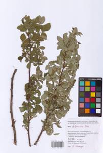 Rosa balsamica Besser, Eastern Europe, Lower Volga region (E9) (Russia)