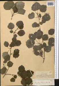 Populus tremula L., Middle Asia, Dzungarian Alatau & Tarbagatai (M5) (Kazakhstan)