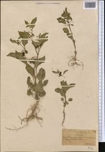 Solanum nigrum L., Middle Asia, Western Tian Shan & Karatau (M3) (Kazakhstan)
