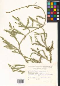 Lycopodium clavatum L., Eastern Europe, Moscow region (E4a) (Russia)