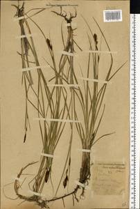 Carex melanostachya M.Bieb. ex Willd., Eastern Europe, South Ukrainian region (E12) (Ukraine)