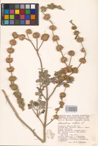 MHA 0 155 564, Marrubium vulgare L., Eastern Europe, Lower Volga region (E9) (Russia)