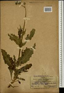 Sonchus asper (L.) Hill, Caucasus, Azerbaijan (K6) (Azerbaijan)