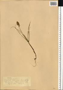 Carex arenaria L., Eastern Europe, Lithuania (E2a) (Lithuania)