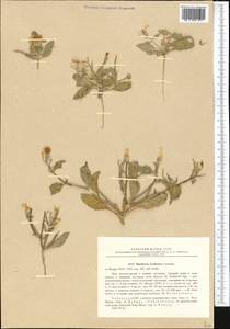 Matthiola bucharica Czerniak., Middle Asia, Syr-Darian deserts & Kyzylkum (M7) (Uzbekistan)