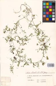 Vicia hirsuta (L.)Gray, Eastern Europe, Moscow region (E4a) (Russia)