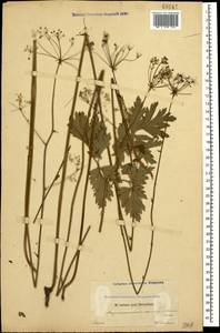 Physospermum cornubiense (L.) DC., Caucasus, Georgia (K4) (Georgia)