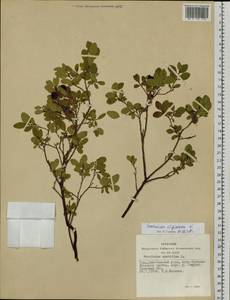 Vaccinium uliginosum L., Siberia, Altai & Sayany Mountains (S2) (Russia)