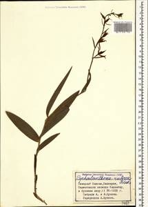 Cephalanthera rubra (L.) Rich., Caucasus, Stavropol Krai, Karachay-Cherkessia & Kabardino-Balkaria (K1b) (Russia)