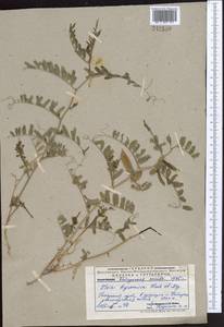 Vicia hyrcanica Fisch. & C.A.Mey., Middle Asia, Pamir & Pamiro-Alai (M2) (Uzbekistan)
