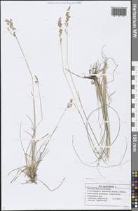 Poa angustifolia L., Eastern Europe, Middle Volga region (E8) (Russia)