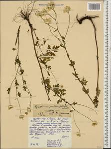 Tanacetum partheniifolium (Willd.) Sch. Bip., Caucasus, North Ossetia, Ingushetia & Chechnya (K1c) (Russia)