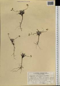 Physaria arctica (Wormsk. ex Hornem.) O'Kane & Al-Shehbaz, Siberia, Central Siberia (S3) (Russia)