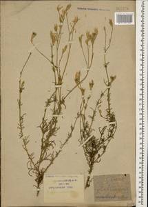 Crupina vulgaris (Pers.) Cass., Caucasus, Krasnodar Krai & Adygea (K1a) (Russia)