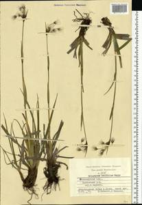 Eriophorum latifolium Hoppe, Eastern Europe, Central region (E4) (Russia)
