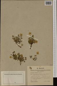 Potentilla montana Brot., Western Europe (EUR) (France)