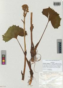 Petasites radiatus (J. F. Gmel.) J. Toman, Siberia, Altai & Sayany Mountains (S2) (Russia)