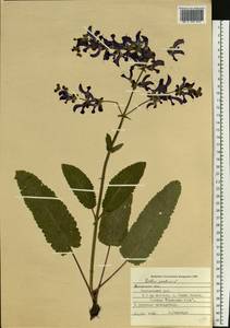 Salvia pratensis L., Eastern Europe, West Ukrainian region (E13) (Ukraine)