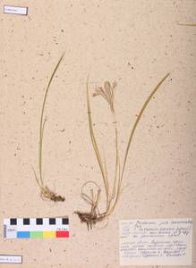 Iris ruthenica Ker Gawl., Siberia, Central Siberia (S3) (Russia)
