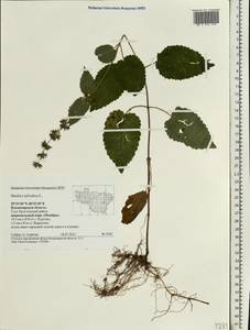 Stachys sylvatica L., Eastern Europe, Central region (E4) (Russia)