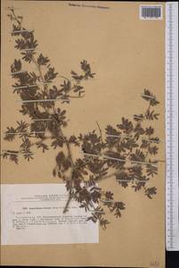 Prosopis farcta (Banks & Sol.)J.F.Macbr., Middle Asia, Pamir & Pamiro-Alai (M2) (Tajikistan)