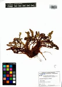 Dryopteris fragrans (L.) Schott, Siberia, Central Siberia (S3) (Russia)