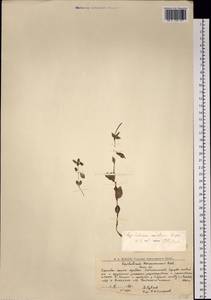 Epilobium hornemannii subsp. hornemannii, Eastern Europe, Northern region (E1) (Russia)
