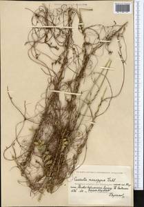 Cuscuta monogyna Vahl, Middle Asia, Caspian Ustyurt & Northern Aralia (M8) (Kazakhstan)