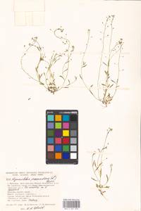 Hornungia procumbens (L.) Hayek, Eastern Europe, Moscow region (E4a) (Russia)