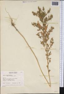 Axyris amaranthoides L., America (AMER) (Canada)