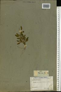 Chenopodium, Eastern Europe, Middle Volga region (E8) (Russia)