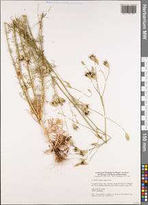 Crupina vulgaris (Pers.) Cass., Western Europe (EUR) (France)