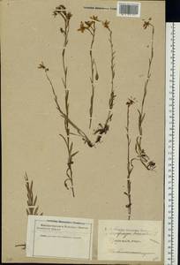 Saxifraga hirculus L., Eastern Europe, Latvia (E2b) (Latvia)