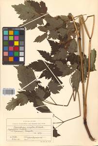 Actaea simplex (DC.) Wormsk. ex Fisch. & C. A. Mey., Siberia, Russian Far East (S6) (Russia)