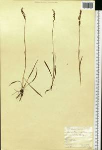 Spiranthes australis (R.Br.) Lindl., Siberia, Altai & Sayany Mountains (S2) (Russia)