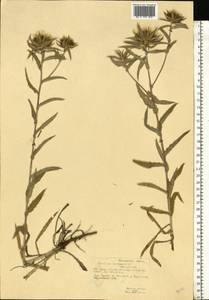 Carlina vulgaris L., Eastern Europe, Central forest-and-steppe region (E6) (Russia)