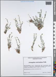 Astragalus testiculatus Pall., Caucasus, Stavropol Krai, Karachay-Cherkessia & Kabardino-Balkaria (K1b) (Russia)