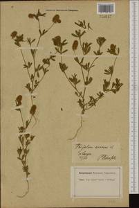 Trifolium arvense L., Western Europe (EUR) (Germany)