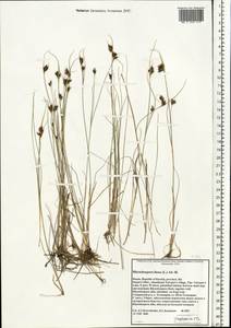 Rhynchospora fusca (L.) W.T.Aiton, Eastern Europe, Northern region (E1) (Russia)